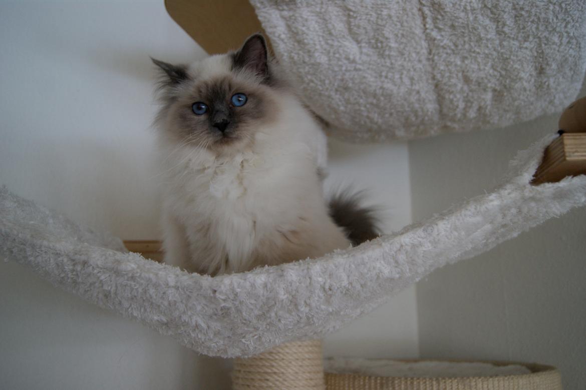 Hellig Birma Nuance´s Killing me softly (Luna) billede 12