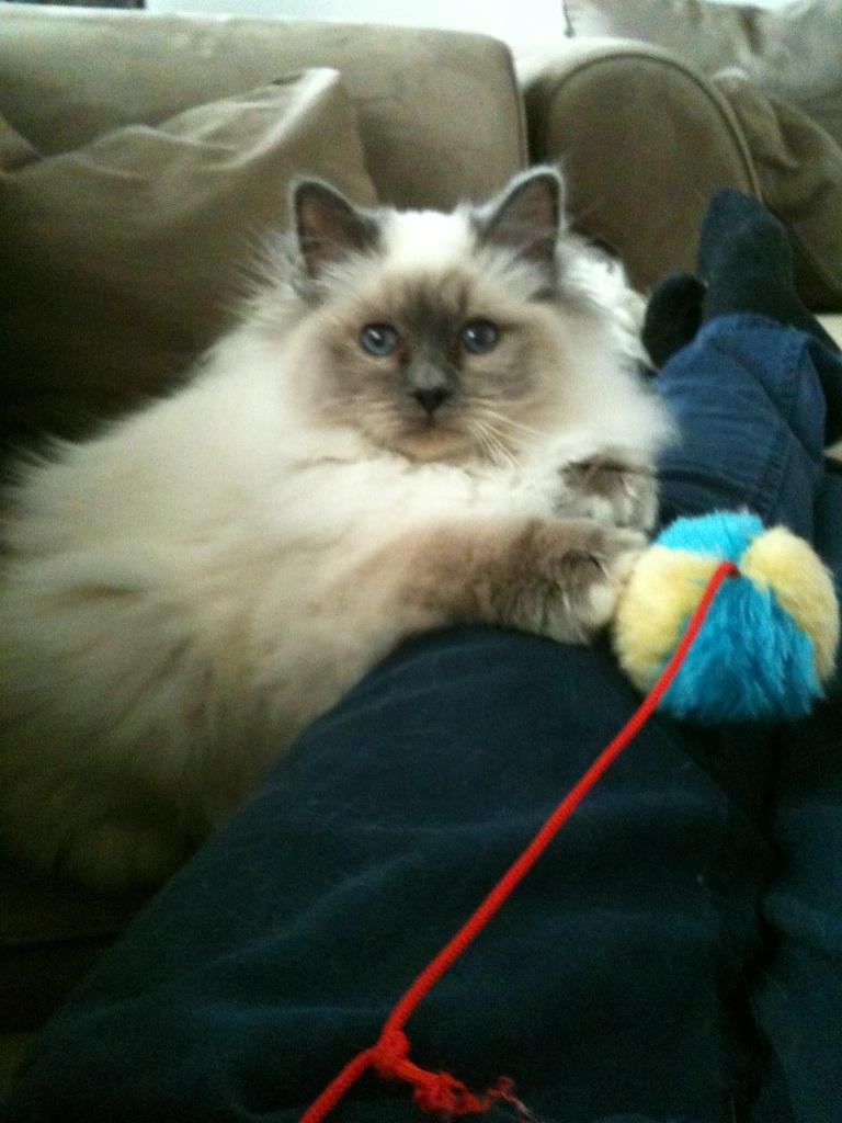 Hellig Birma Nuance´s Killing me softly (Luna) billede 13