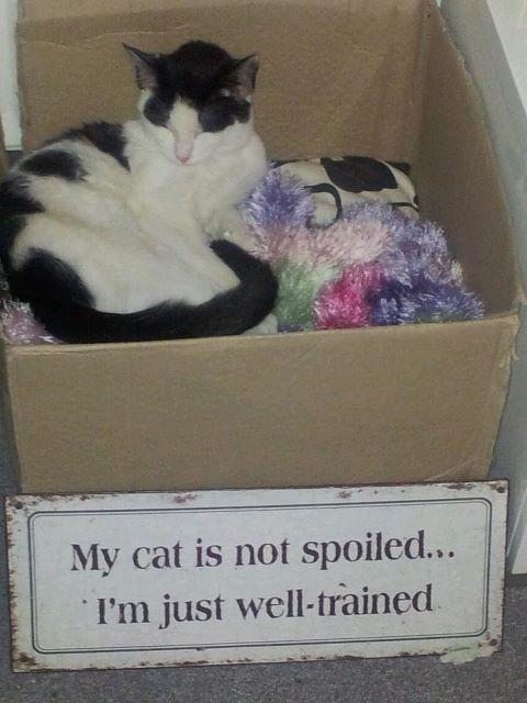 Huskat Nika - Tjaa ... hva skal man sige ;) billede 6