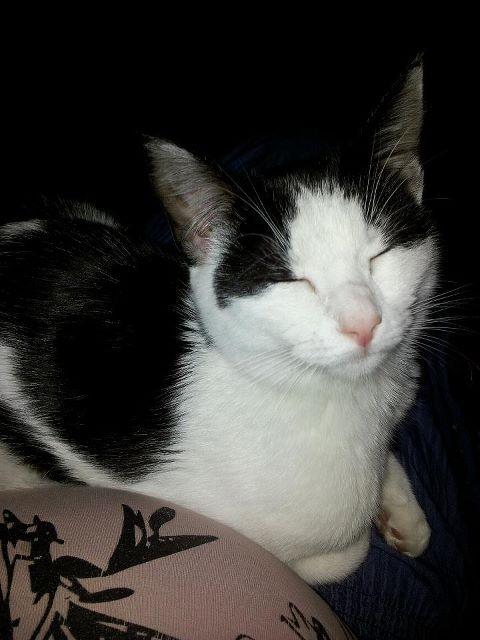 Huskat Nika - Hun er min lille charmetrold ;) billede 7