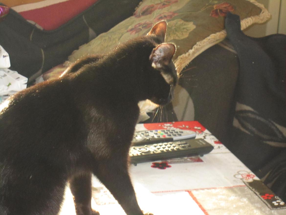 Blanding af racer Lille Fis - Så fint var billede 9