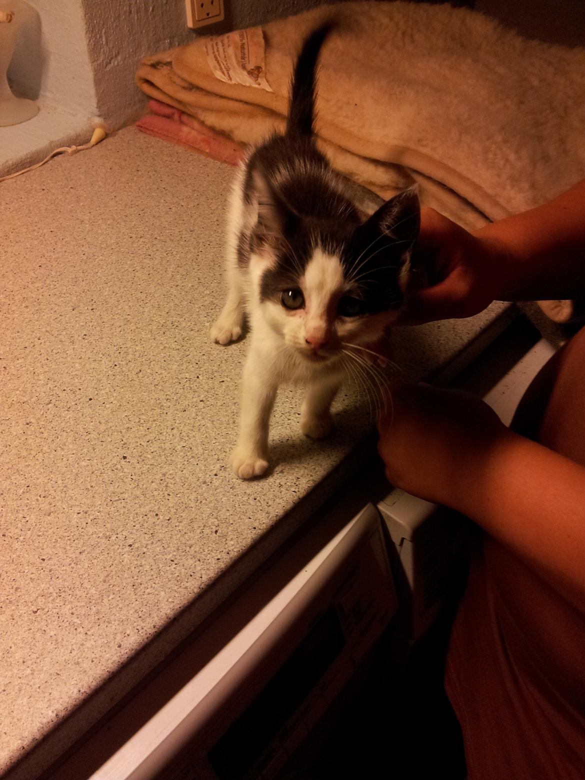 Huskat Nika - Det her billede er fra den dag vi fik hende .. Hun var ikke mere end 8 uger på dette billede ..  billede 8