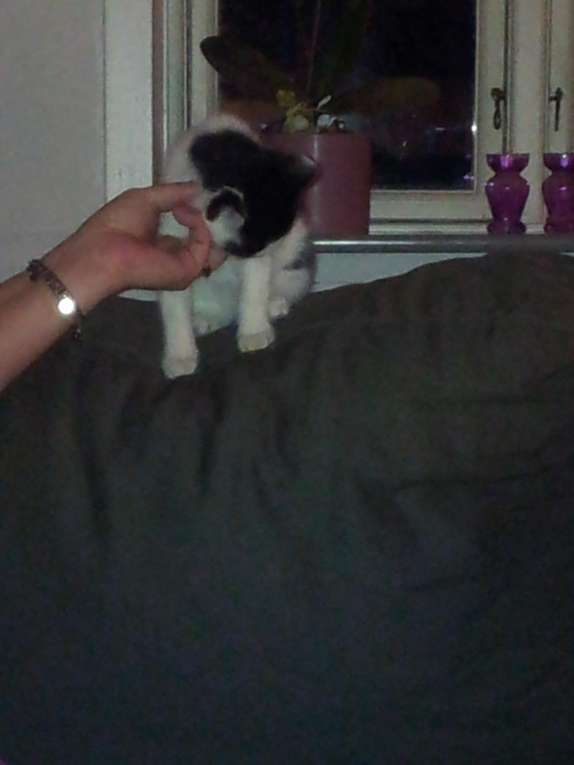 Huskat Nika - Hun fik meget hurtigt charmet sig ind på mine forældre .. Det er min mors hånd på billedet .. billede 9