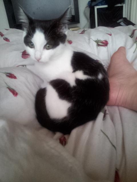 Huskat Nika - Hun kan rigtig godt lide at være i sengen ..  billede 10