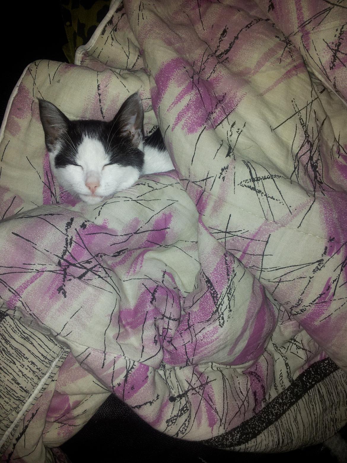 Huskat Nika - Puttedyr ;) billede 12