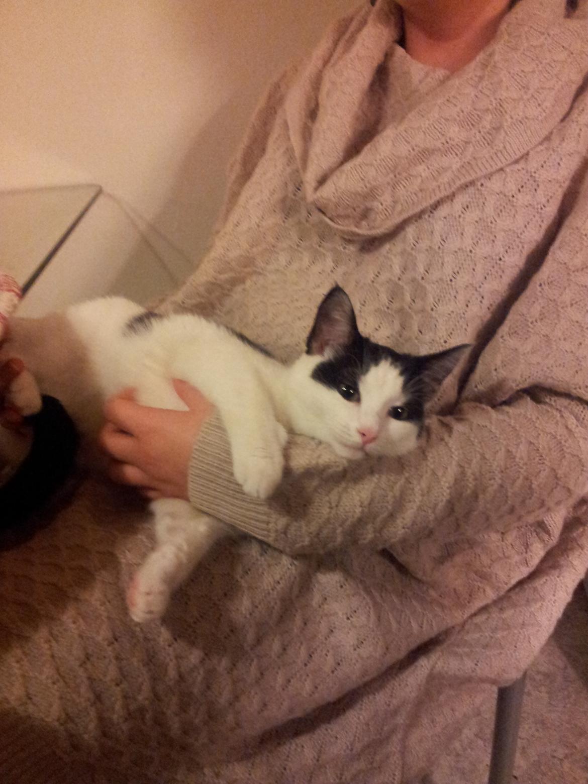 Huskat Nika - Hun charmere de nye mennesker der kommer ind i huset ;) billede 1