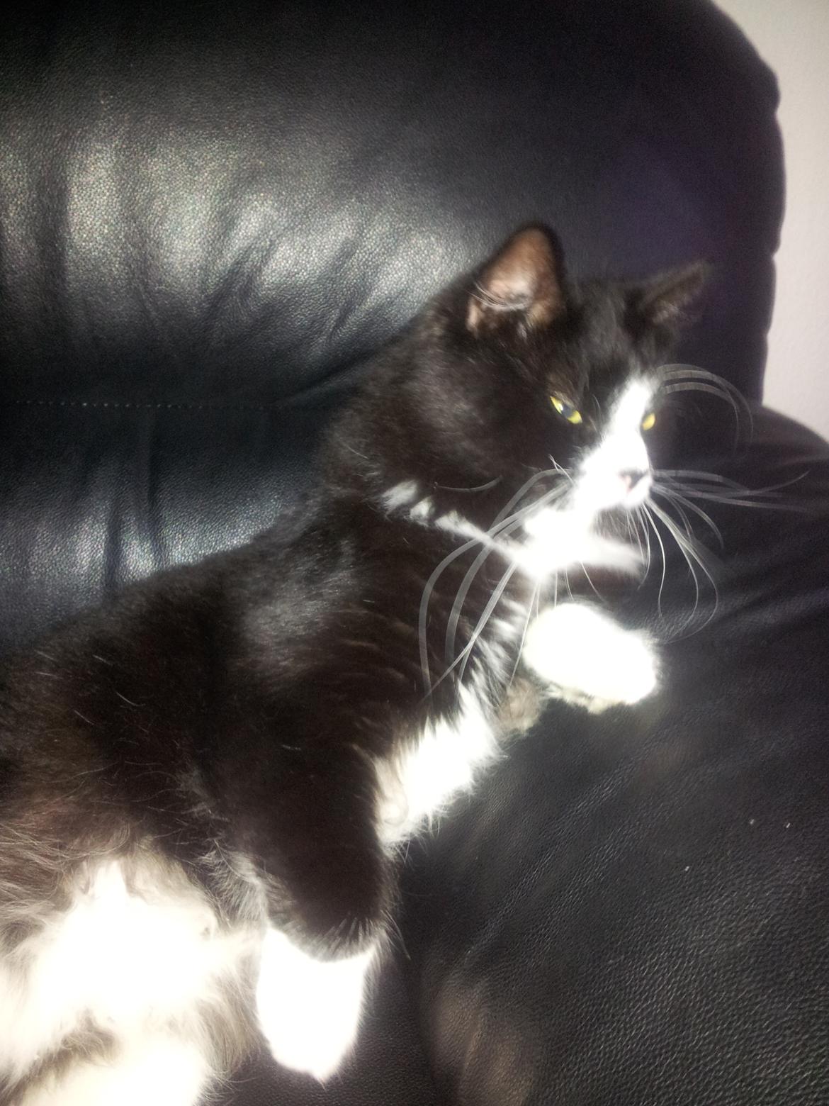 Blanding af racer Bruce - MIN sofa ! :D billede 12