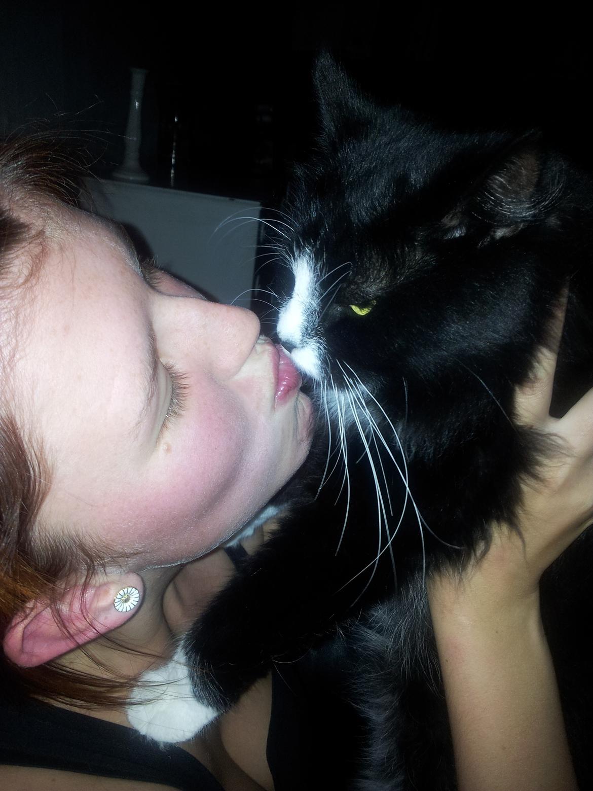 Blanding af racer Bruce - mysse mysse mysse billede 13