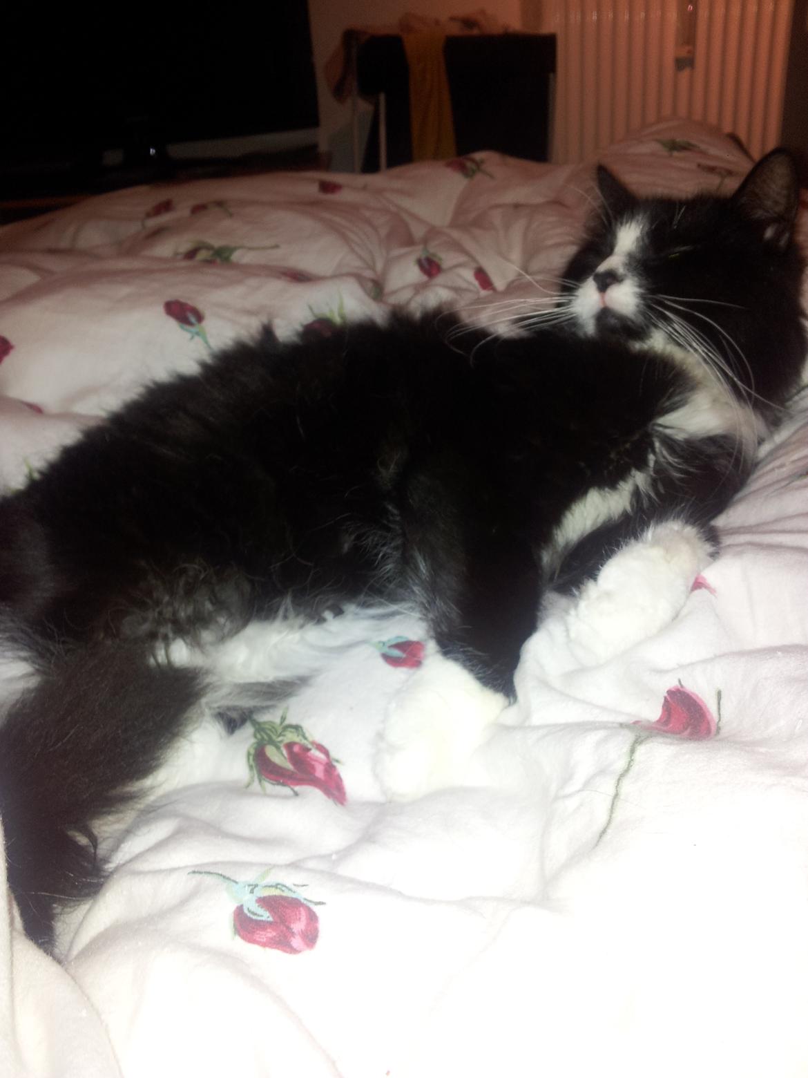 Blanding af racer Bruce - uhhh en seng :D billede 14