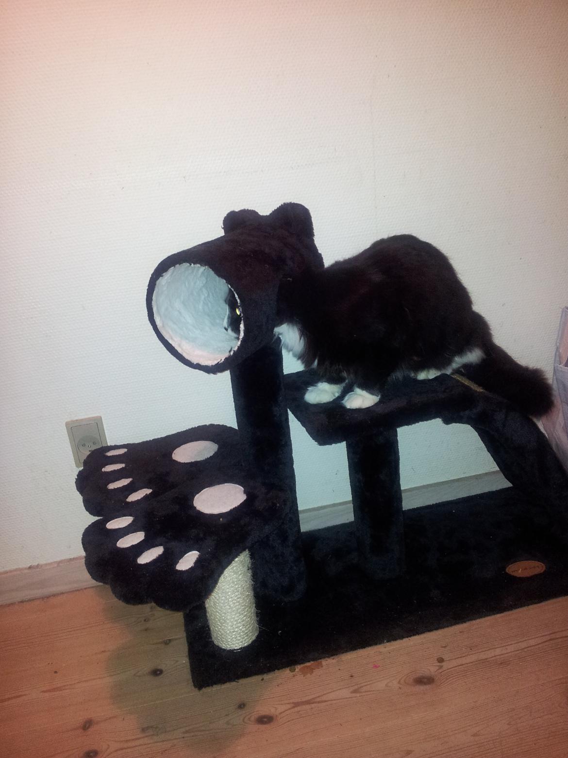 Blanding af racer Bruce - legetræ skal leges på ! :D billede 15