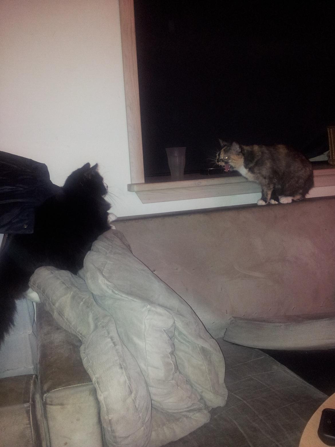 Blanding af racer Bruce - Det her er Bruce og Bet'Skid .. Dem fik vi parret sammen - hun var mega sur første gang hun måtte ham .. det var sjovt at se ;) billede 16