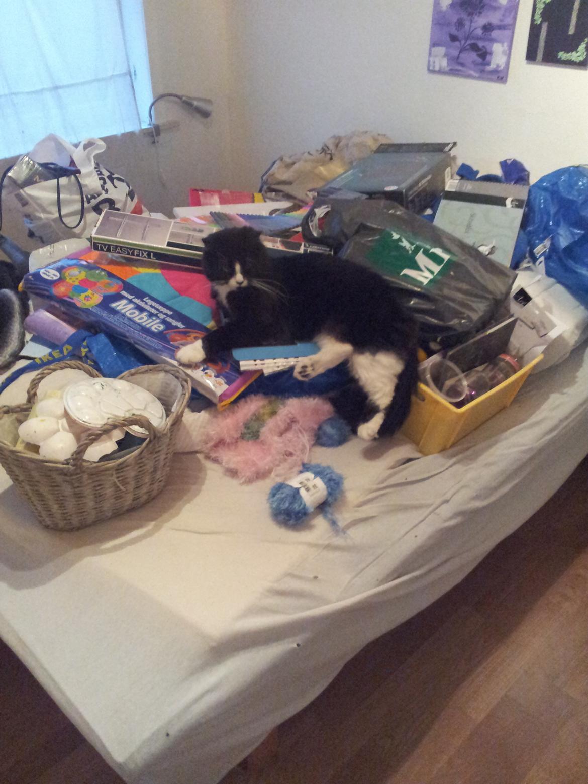 Blanding af racer Bruce - find katten ..
Der skulle flyttes rundt i soveværelset og det hele landede i sengen.. det synes Bruce var meget morsomt.. billede 17