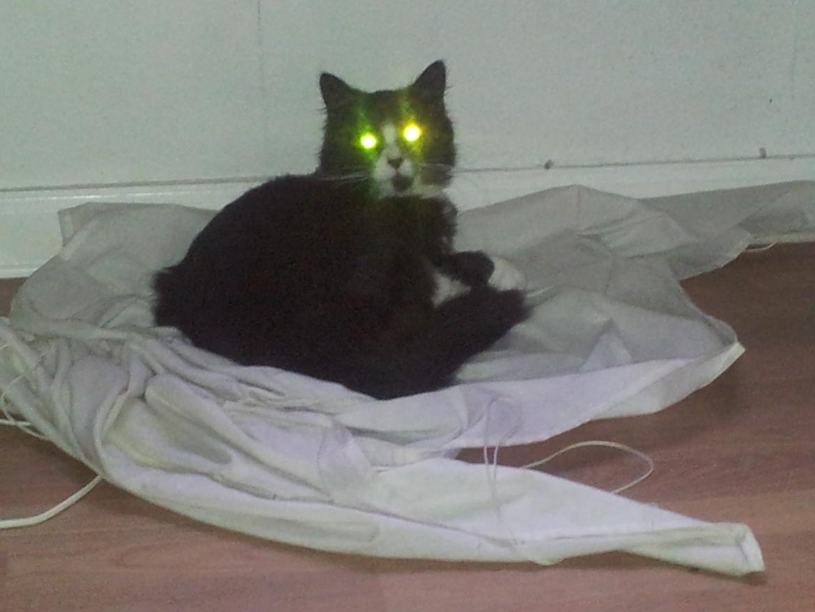 Blanding af racer Bruce - Pis jeg er fundet :D billede 18