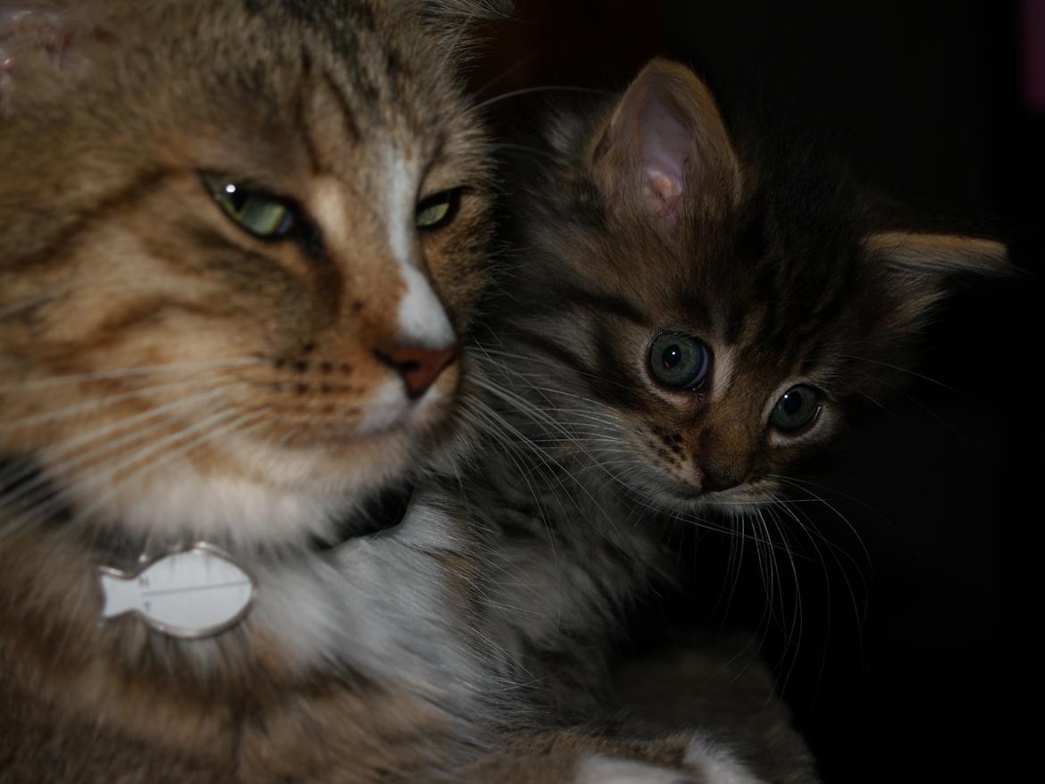 Blanding af racer Bailey Island billede 27