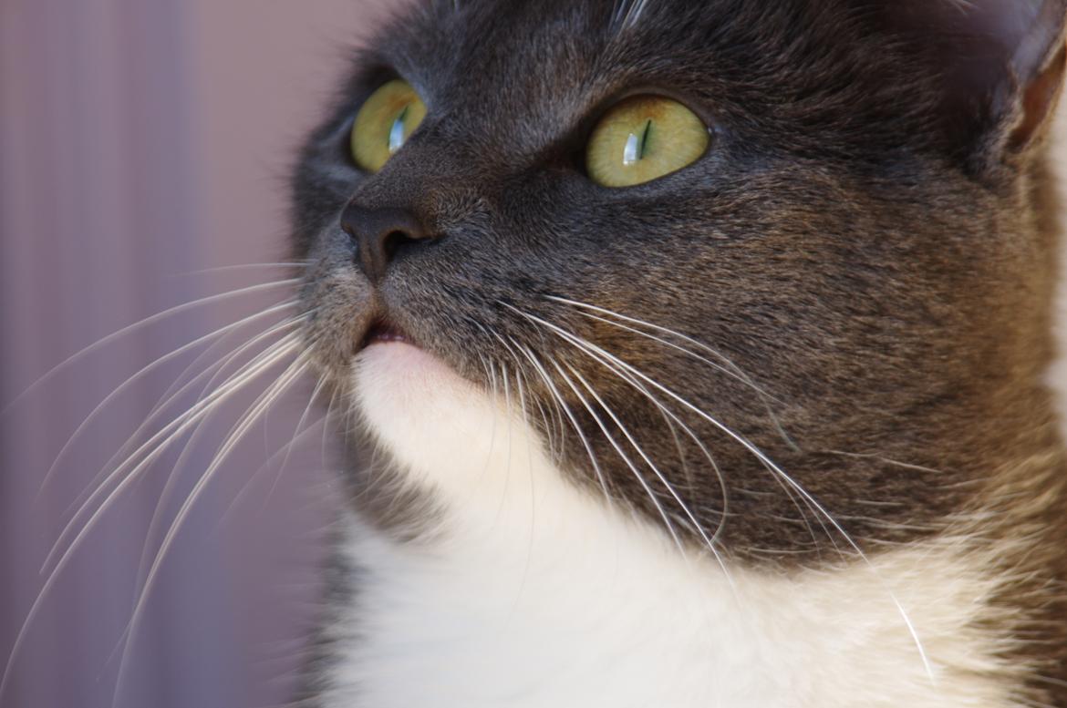 Huskat Møllerhusets Mille - 15/02/2012 billede 1