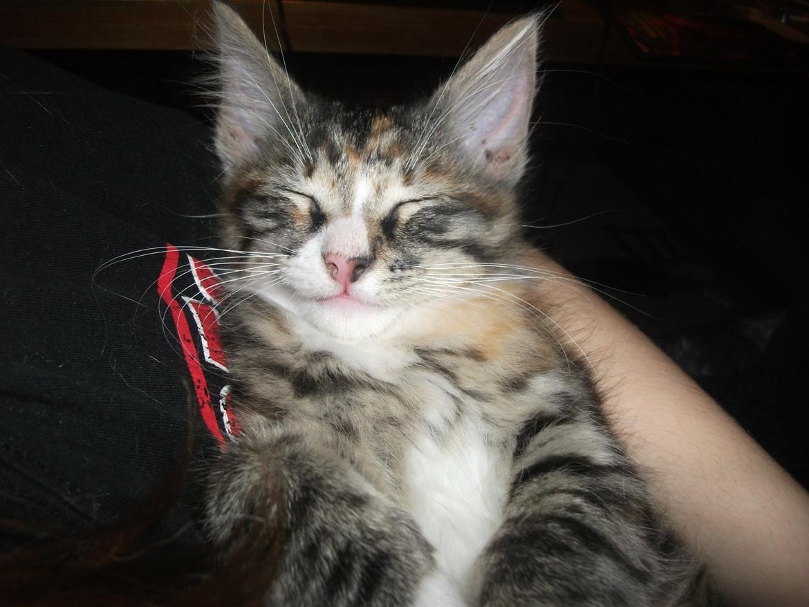 Blanding af racer Bellatrix billede 7