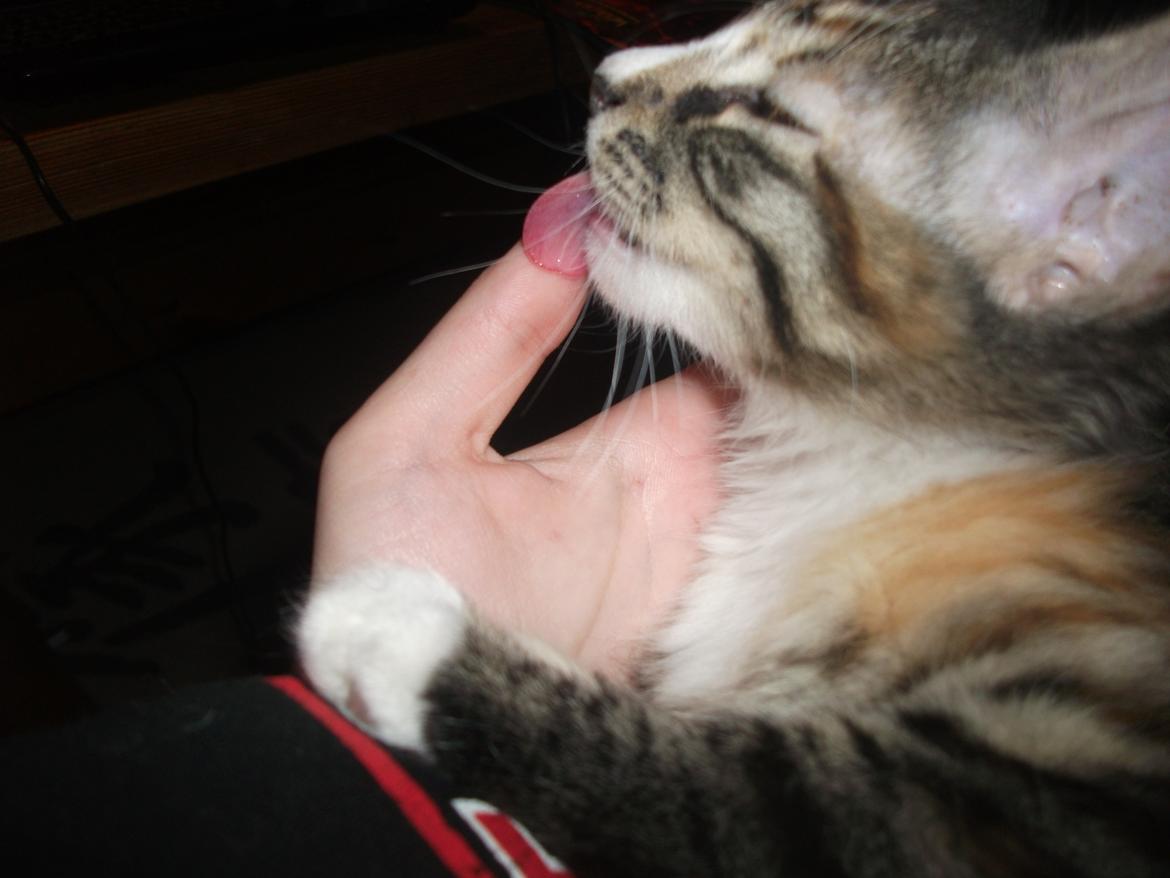 Blanding af racer Bellatrix billede 8