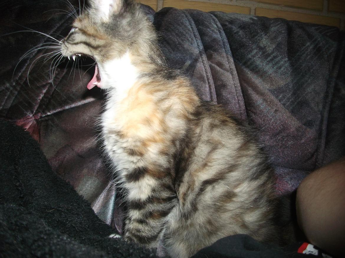 Blanding af racer Bellatrix billede 9