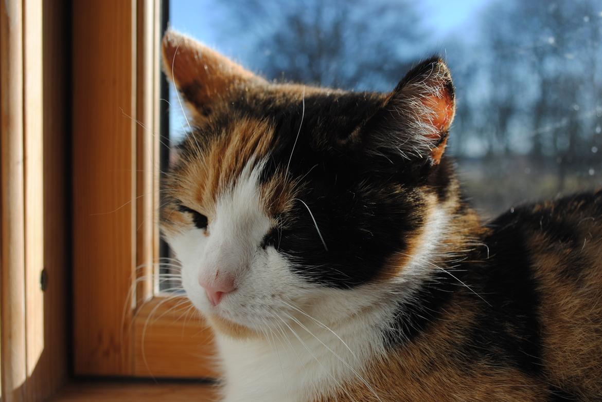 Blanding af racer Billis billede 4