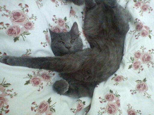 Blanding af racer Mew - At slænge mig i dynen, er det bedste jeg ved billede 2