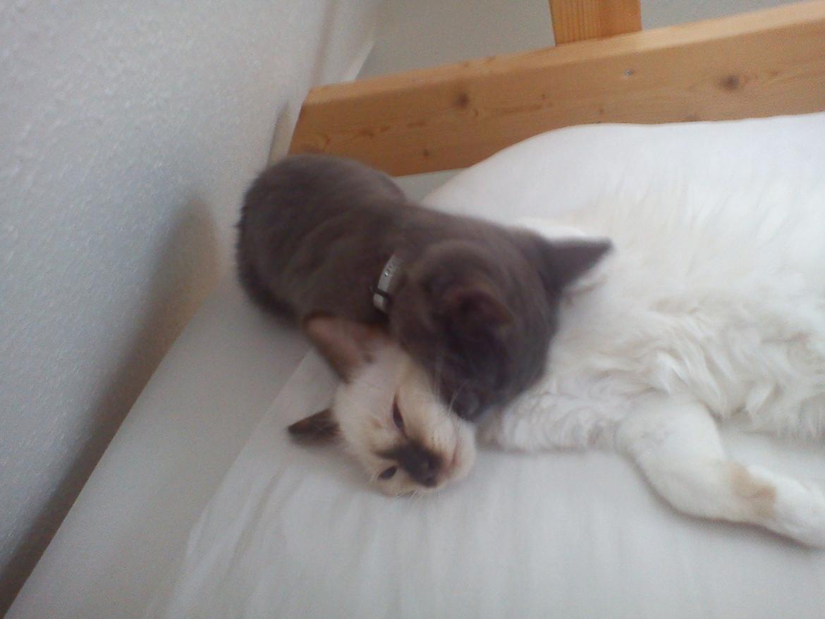 Blanding af racer Mew - Putte putte, med min bedste ven Indy (R.I.P.) billede 3