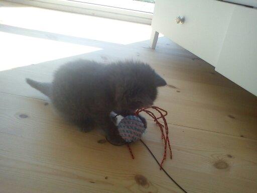 Blanding af racer Mew - Her er jeg kun ca. 5 uger gammel og er på besøg i mit nye hjem for første gang. billede 4