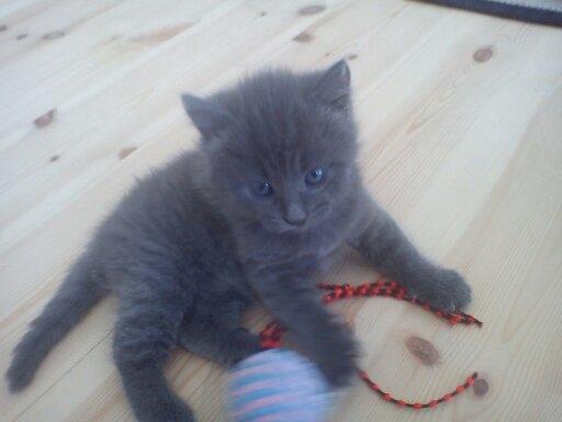 Blanding af racer Mew - Her er jeg kun ca. 5 uger gammel og er på besøg i mit nye hjem for første gang. billede 5