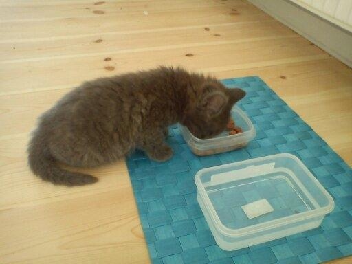 Blanding af racer Mew - Her er jeg ca. 6 uger og spiser vådfoder, imens jeg er på besøg i mit nye hjem billede 6