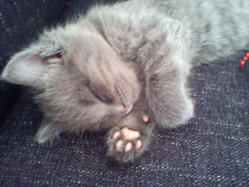 Blanding af racer Mew - Det er hårdt at være på besøg. billede 7