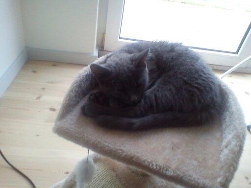 Blanding af racer Mew - Så lille var jeg, da jeg lige flyttede in billede 8