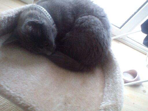 Blanding af racer Mew billede 9