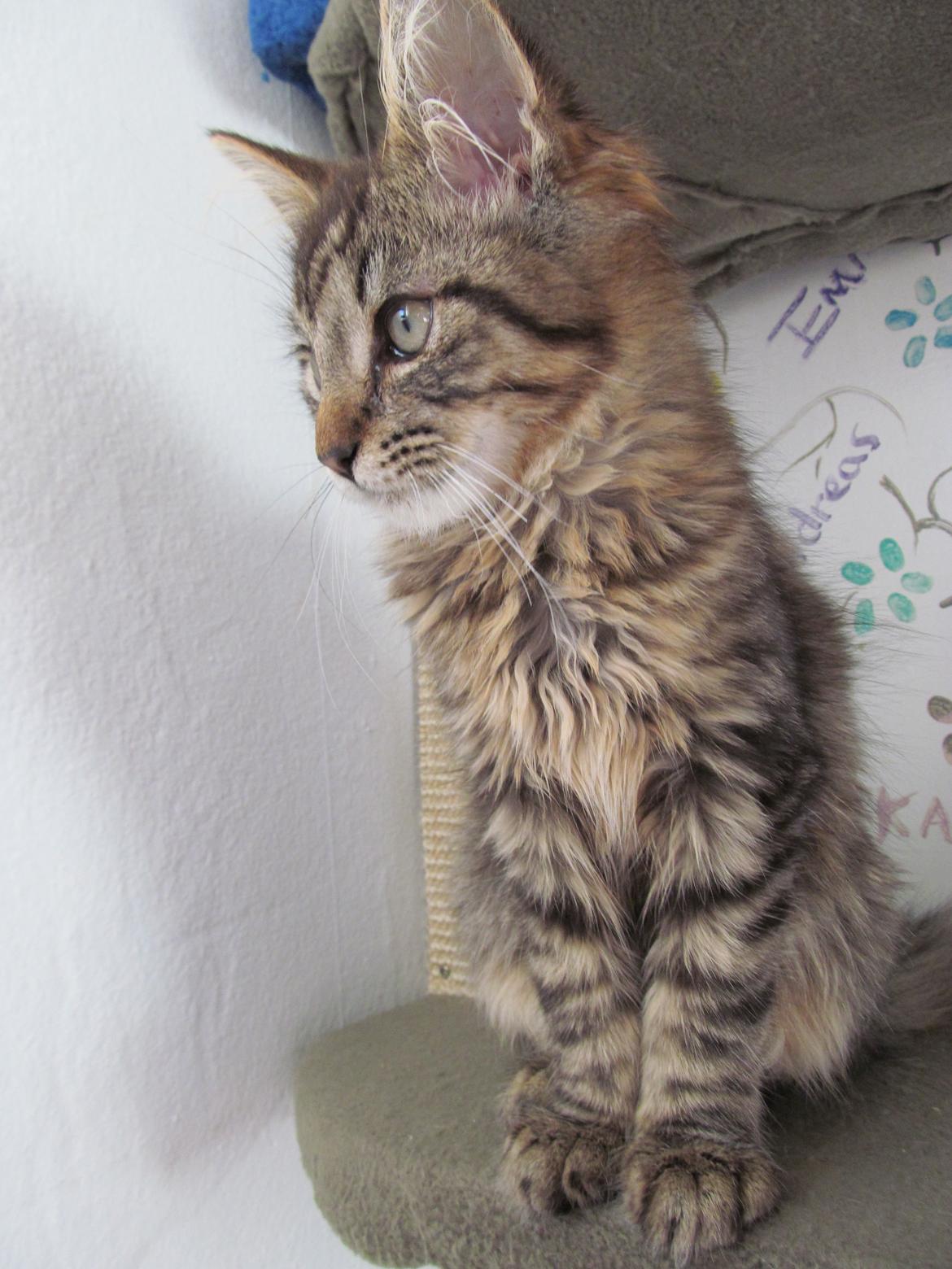 Maine Coon Aslan Avalon billede 5