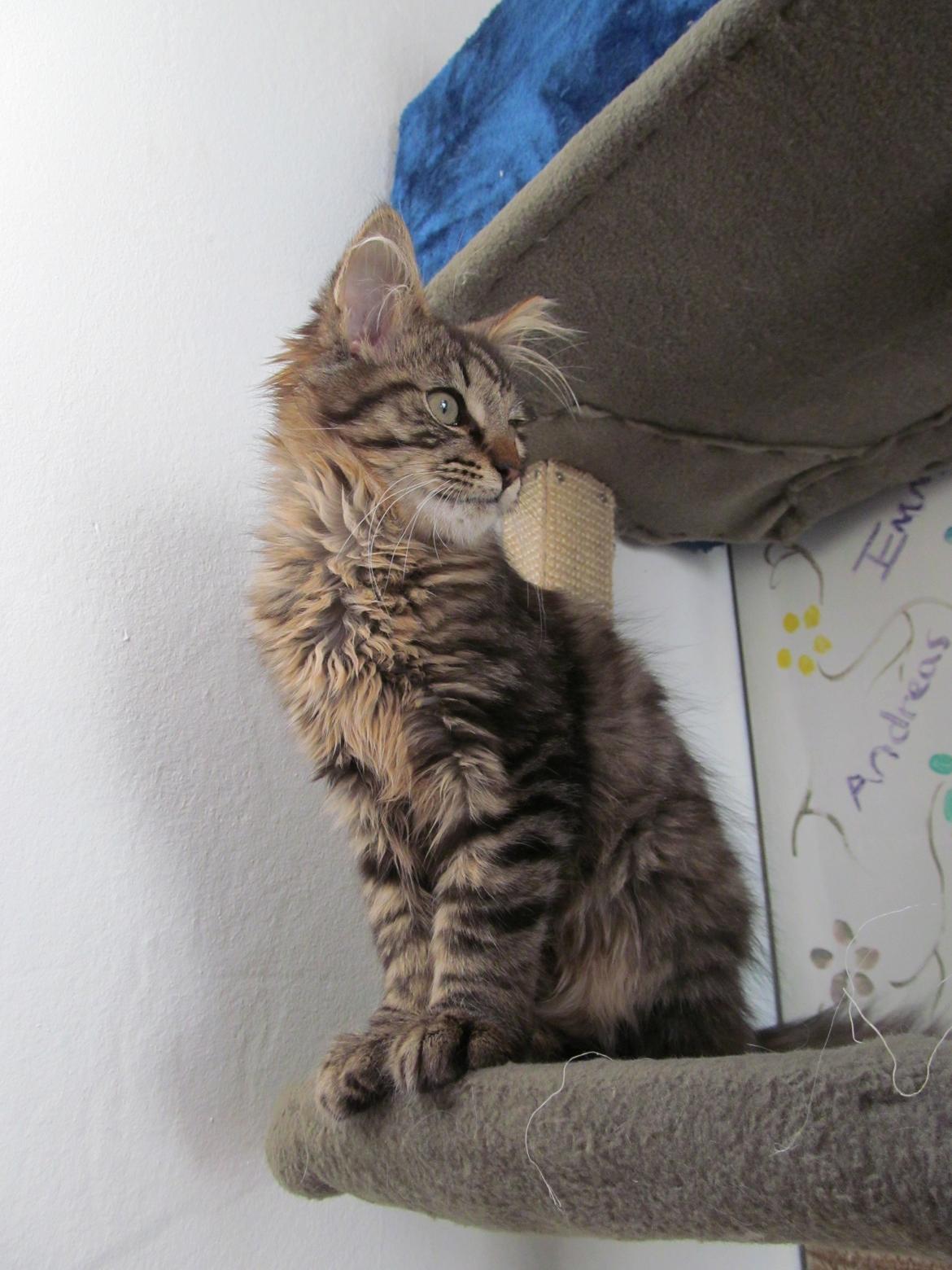 Maine Coon Aslan Avalon billede 7