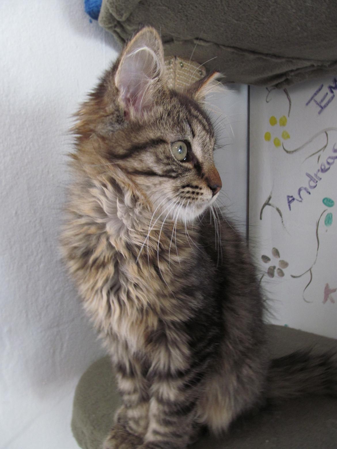 Maine Coon Aslan Avalon billede 3