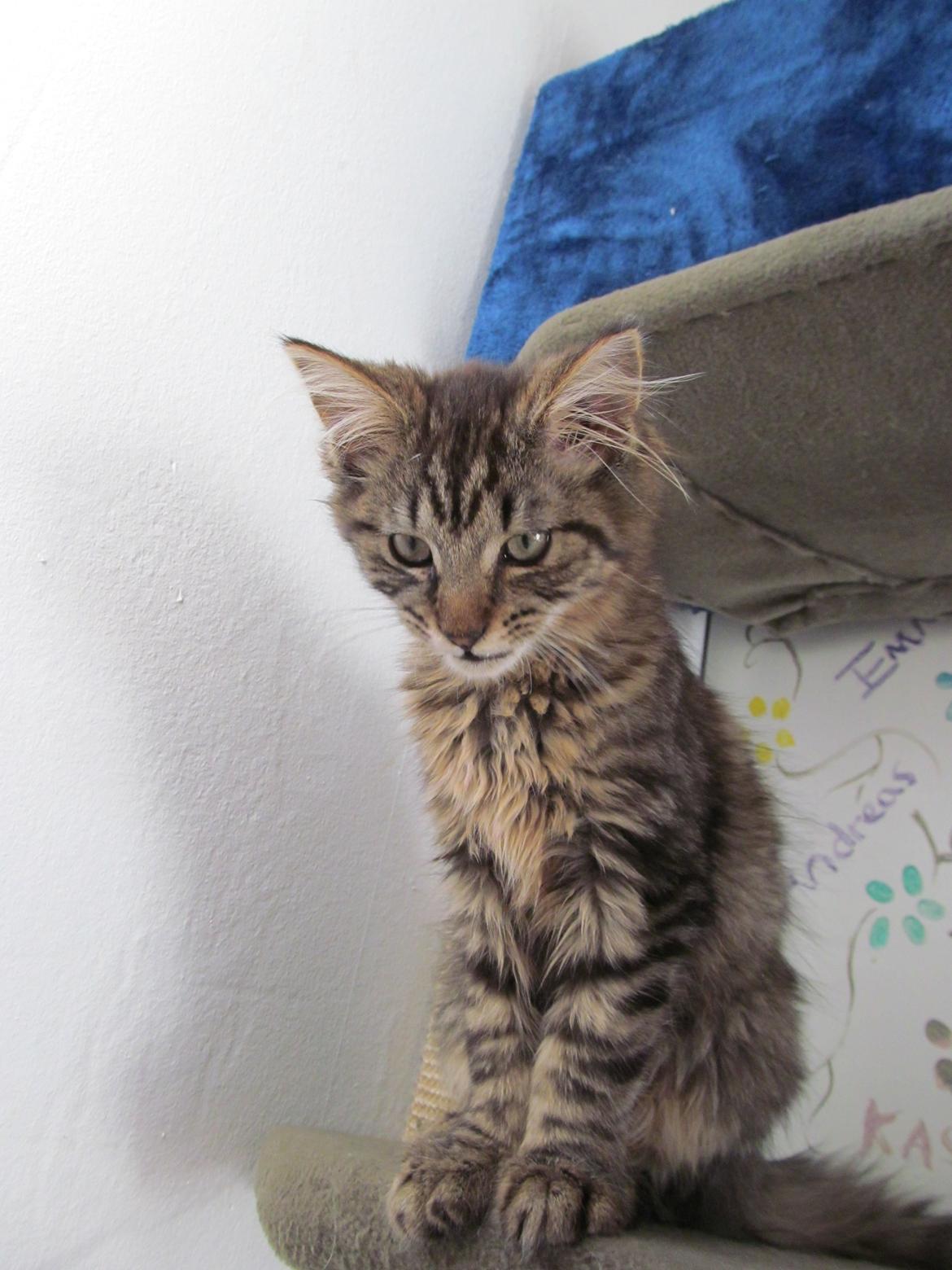 Maine Coon Aslan Avalon billede 8