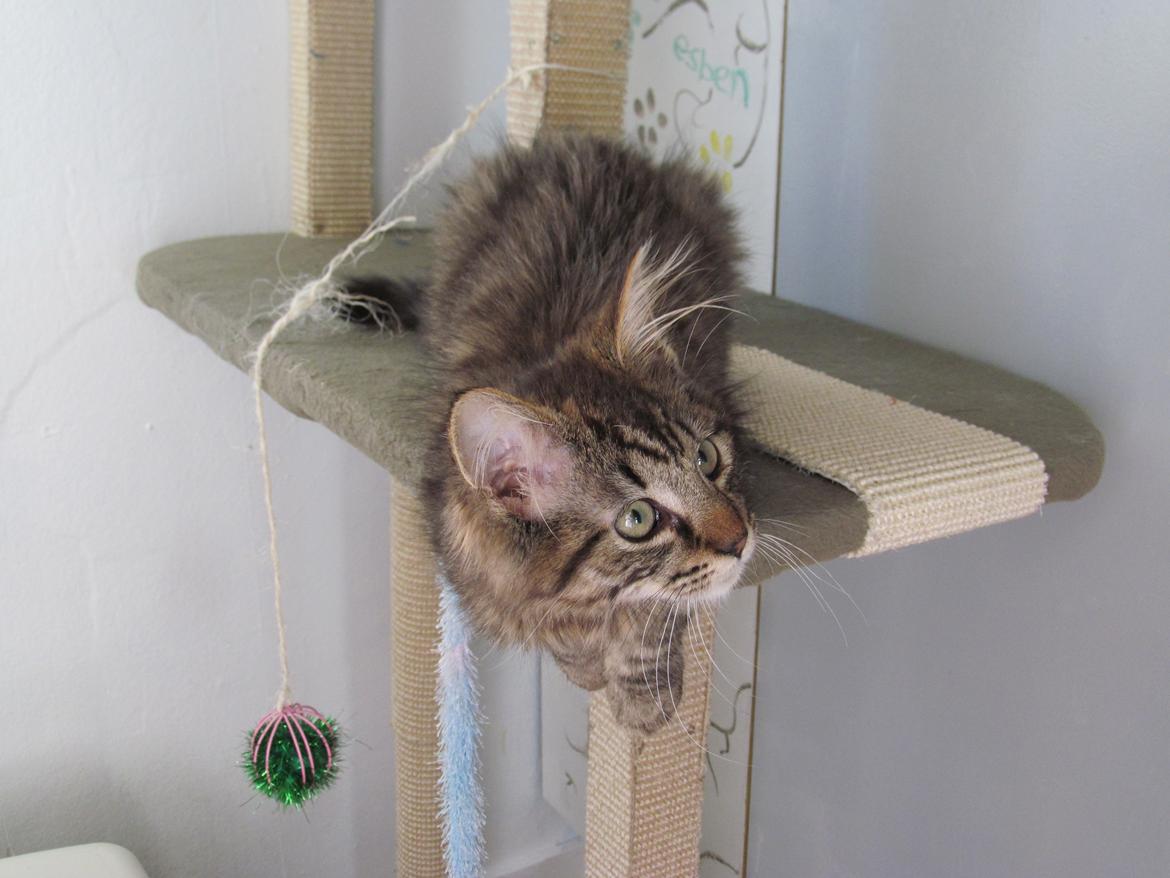 Maine Coon Aslan Avalon billede 2