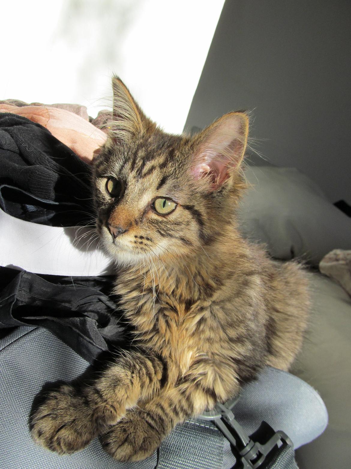 Maine Coon Aslan Avalon billede 4