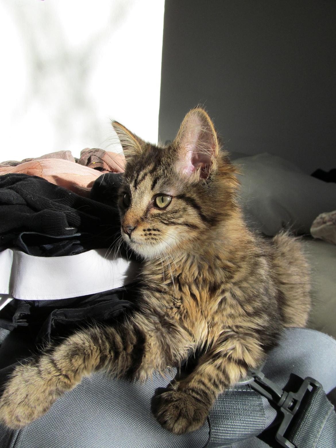 Maine Coon Aslan Avalon billede 6