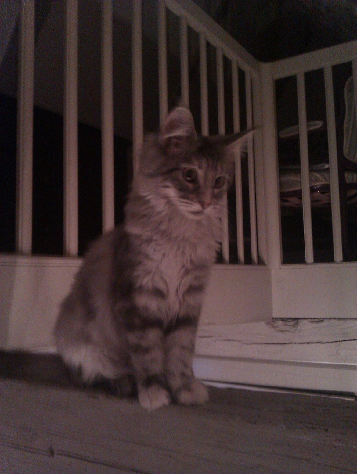 Maine Coon DK Skovlycoon Wendy - Wendy 4 mdr. billede 1