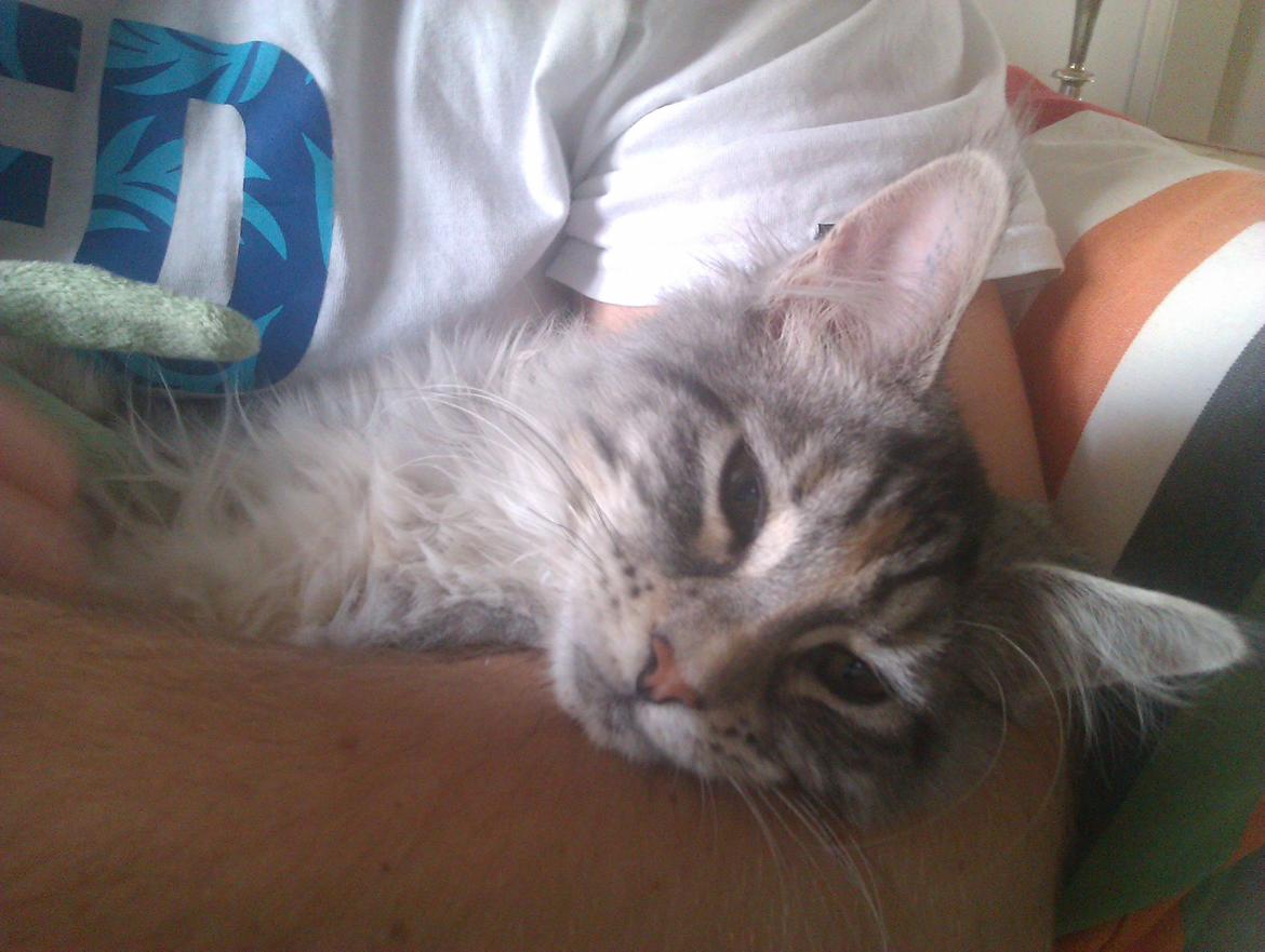 Maine Coon DK Skovlycoon Wendy - Ligger i armen ved Tommy og nyder at blive nusset :) - 4 mdr. billede 11