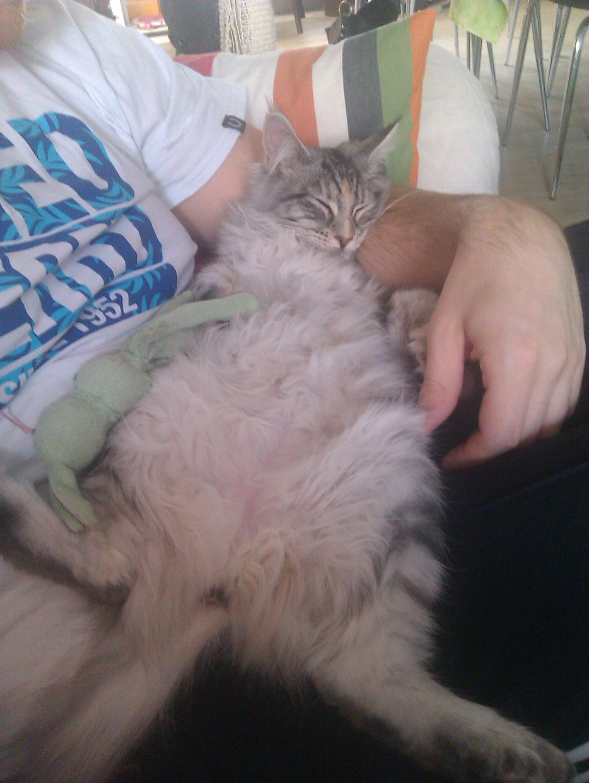 Maine Coon DK Skovlycoon Wendy - Flader ud ved Tommy - 4 mdr. billede 12