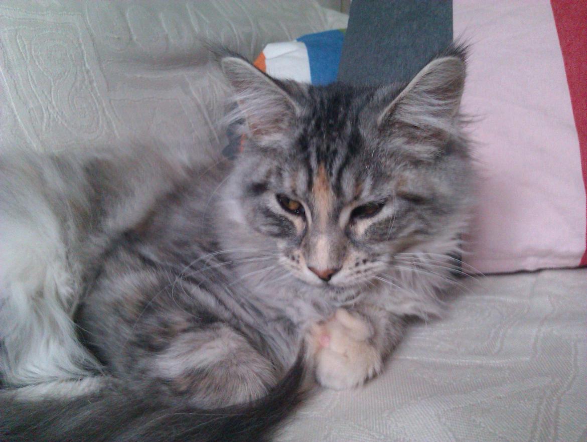 Maine Coon DK Skovlycoon Wendy - Slapper af i sofaen - 4 mdr. billede 13