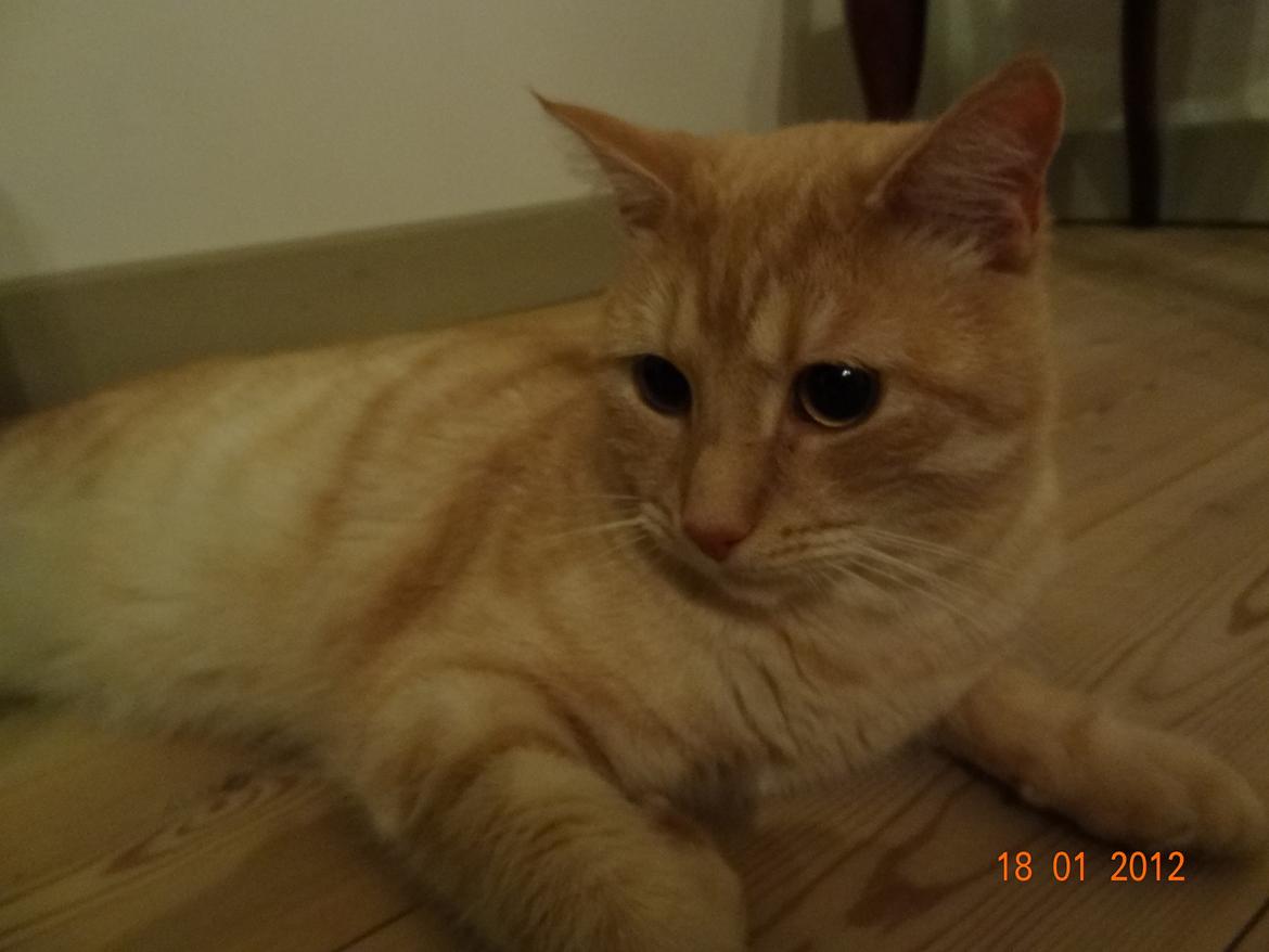 Blanding af racer Silas - Februar 2012 billede 1