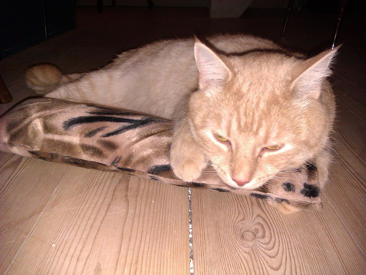 Blanding af racer Silas - Sover med det nye legetøj - feb. 2012 billede 14