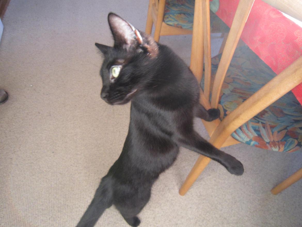 Blanding af racer Lille Fis - Her står hun billede 10