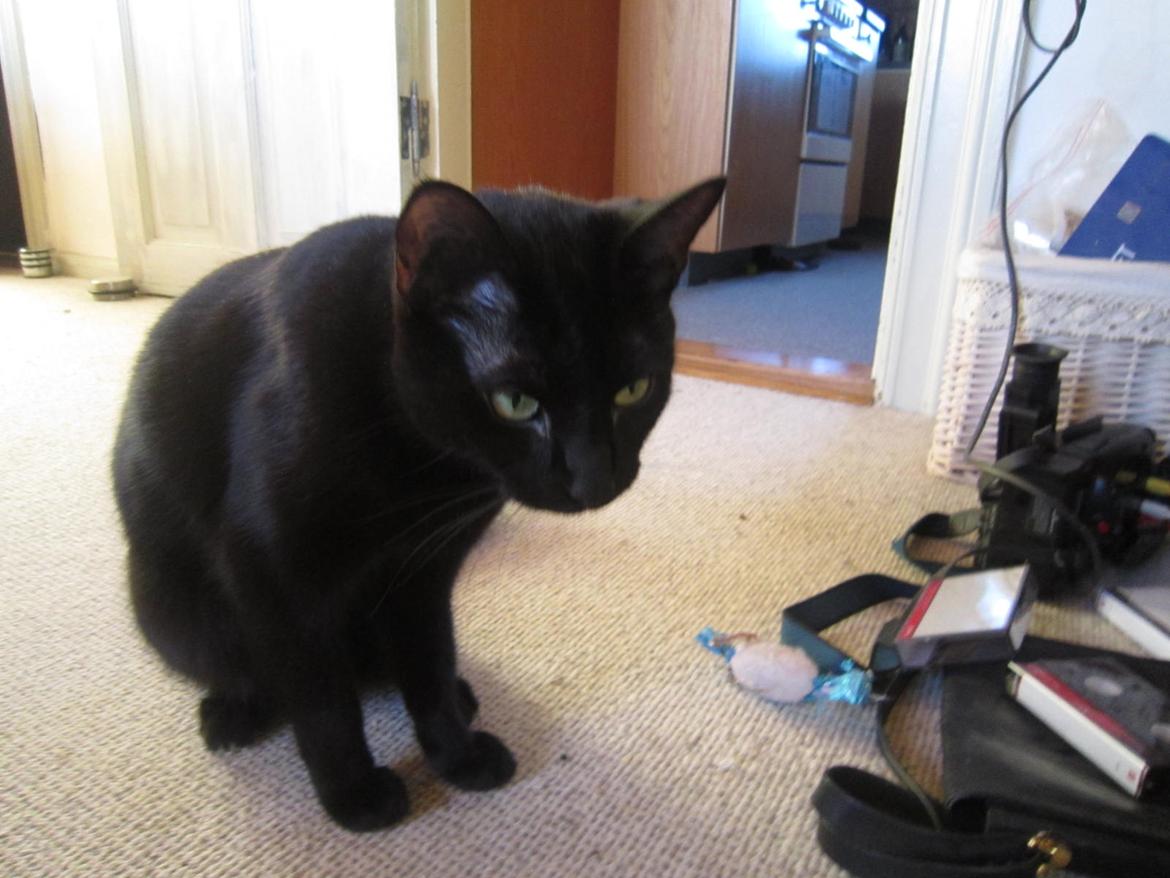 Blanding af racer Lille Fis billede 8