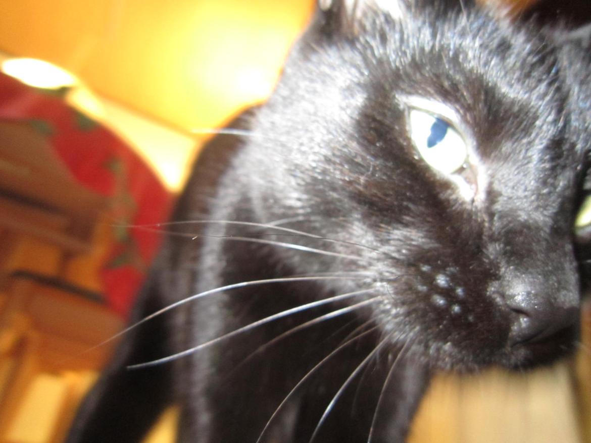 Blanding af racer Lille Fis billede 11