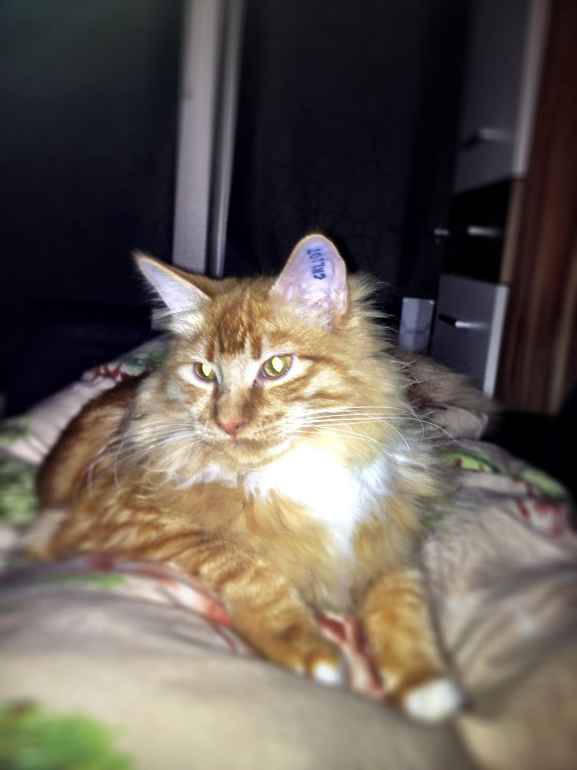 Maine Coon Neli billede 13