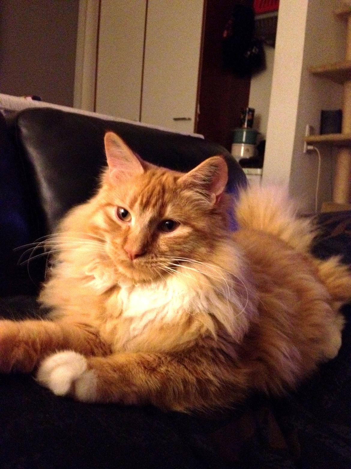 Maine Coon Neli billede 14