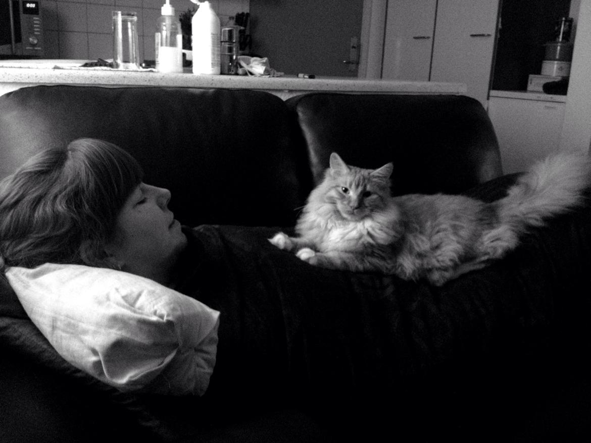 Maine Coon Neli billede 15